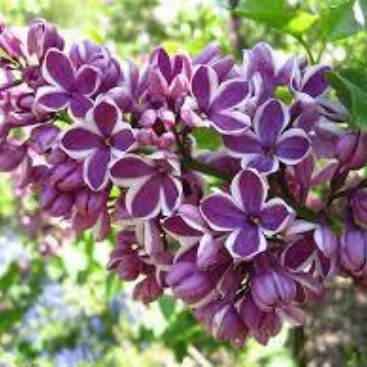 plante ornamentale1343