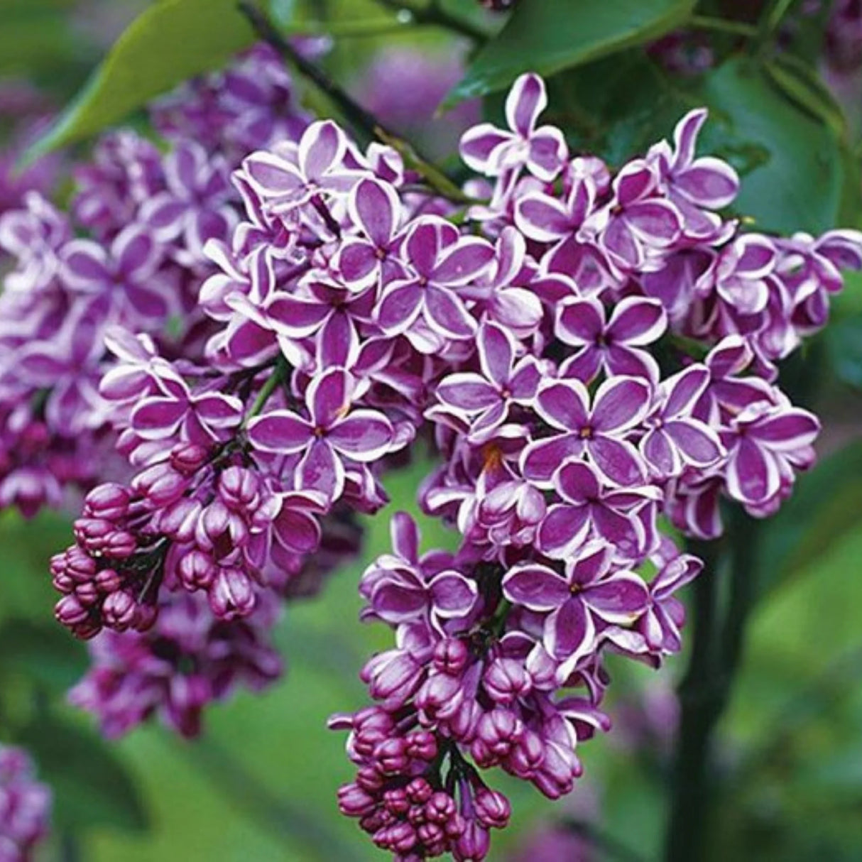 plante ornamentale1344