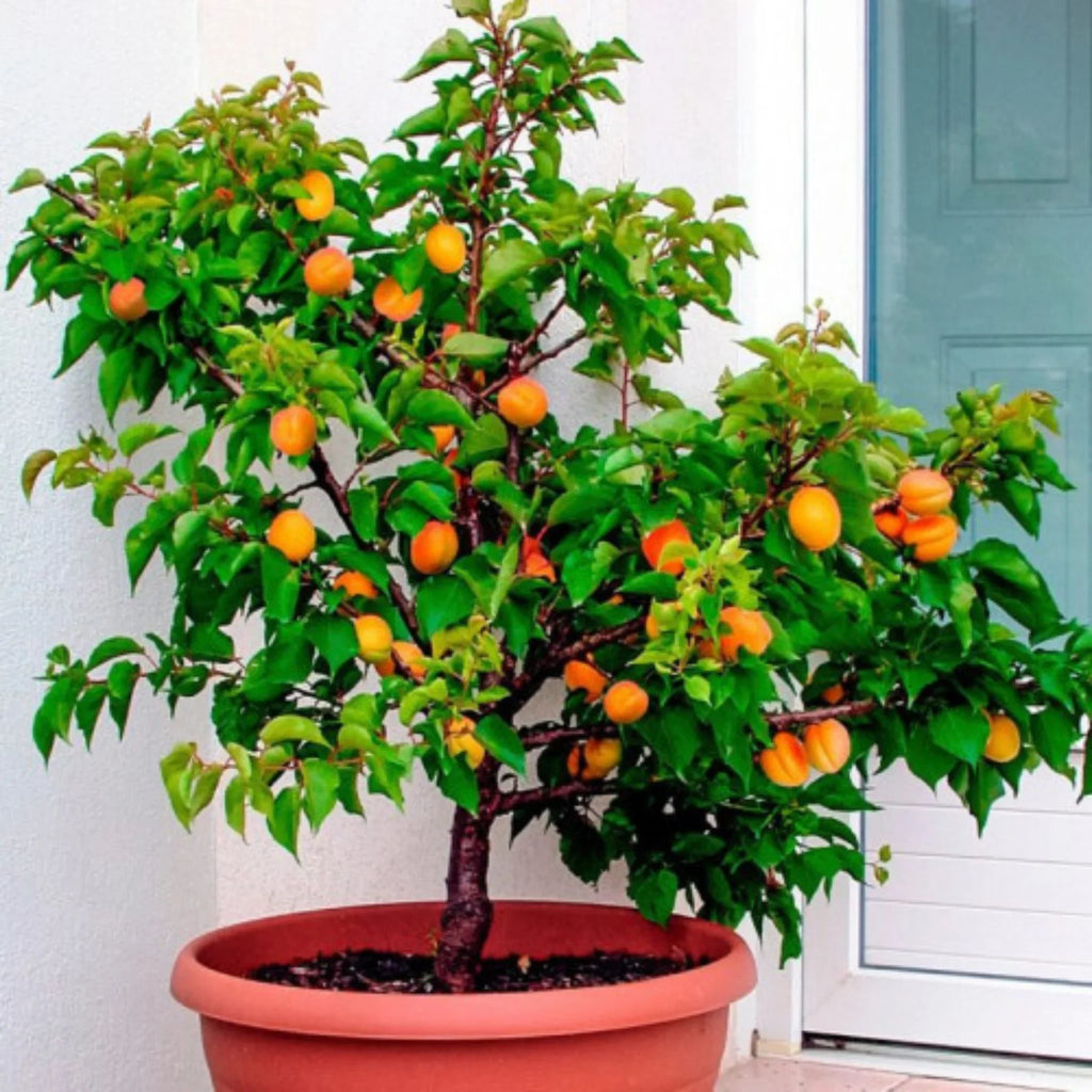 plante ornamentale1345