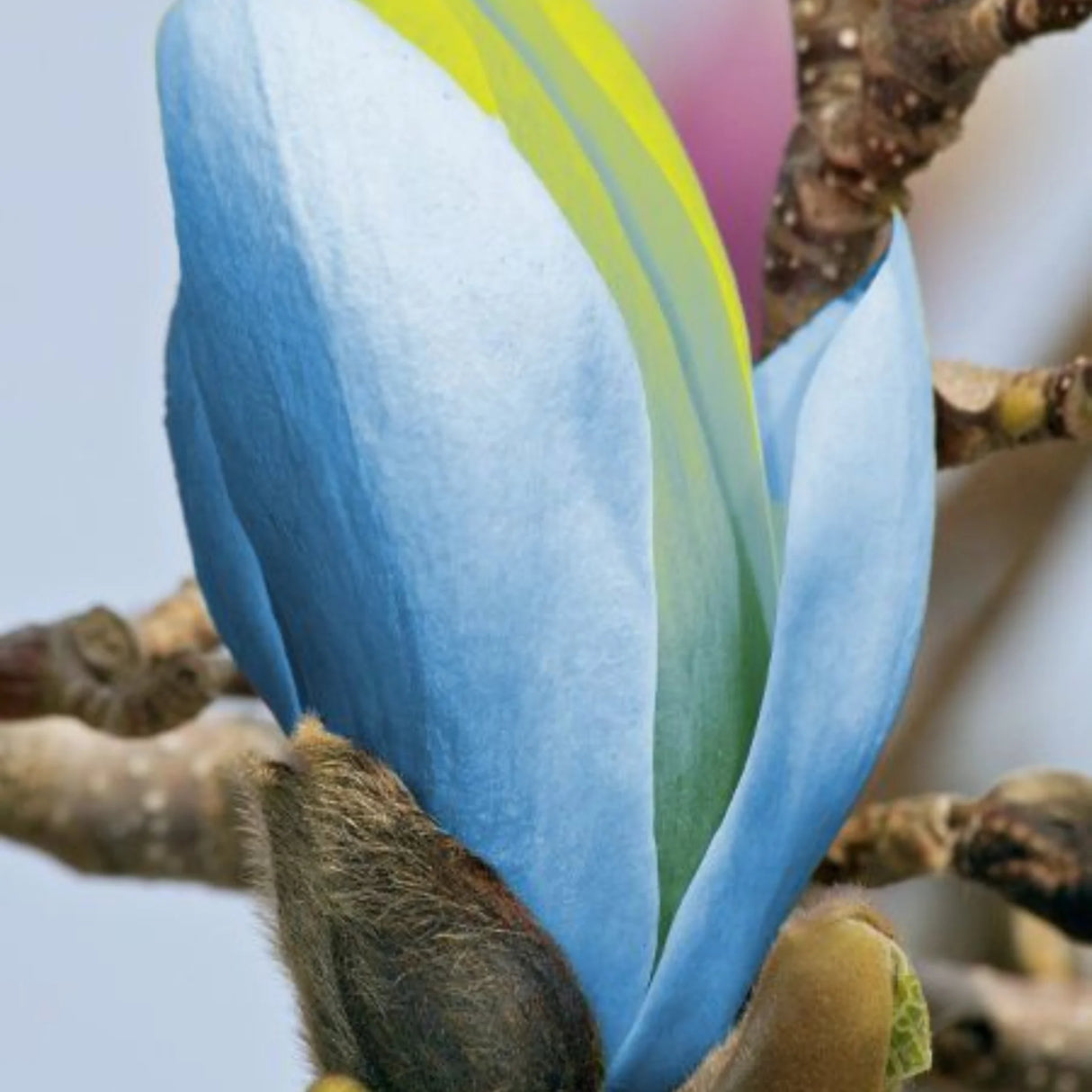 plante ornamentale