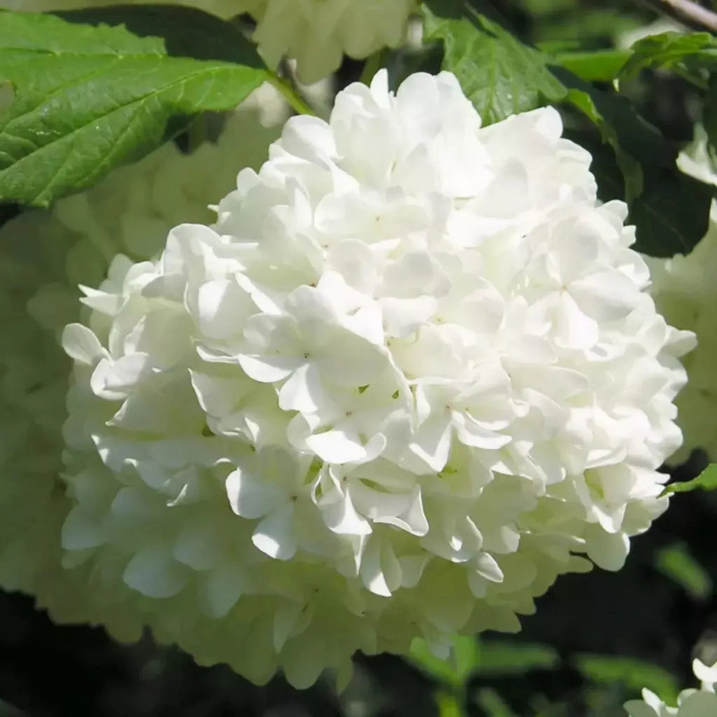 plante ornamentale1355