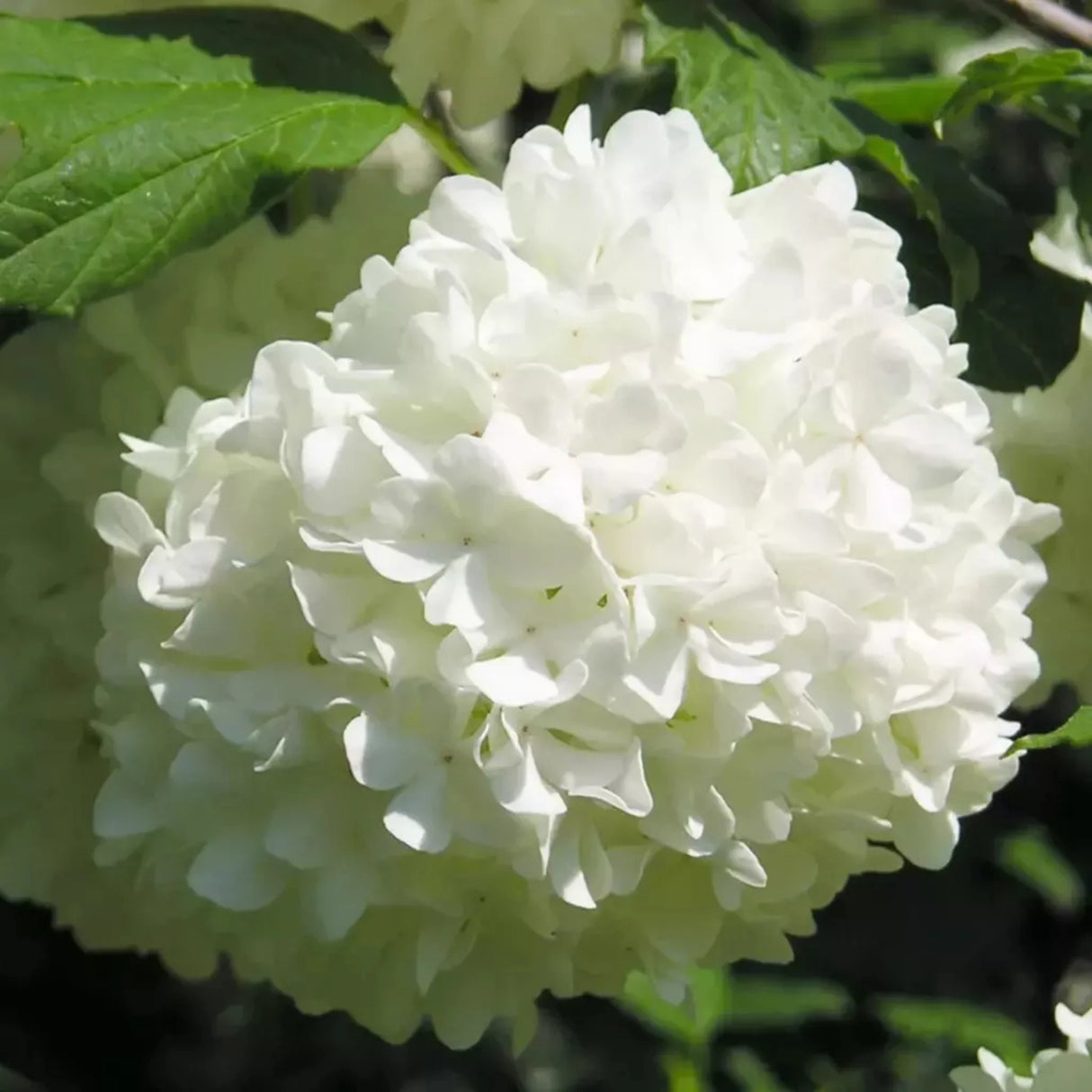 plante ornamentale1355