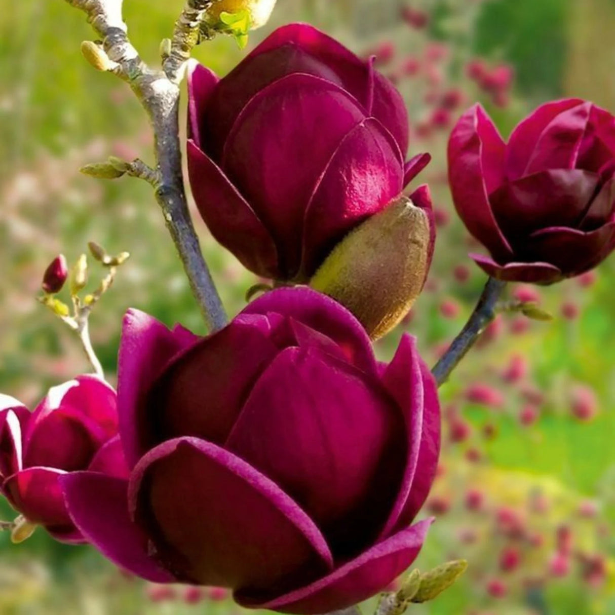plante ornamentale