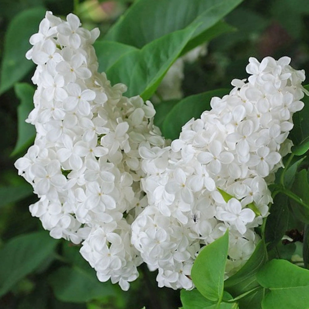 plante ornamentale1378