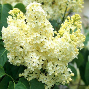 plante ornamentale1381