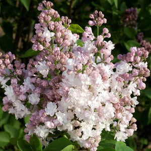 plante ornamentale1387