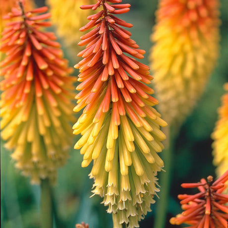 plante ornamentale1399