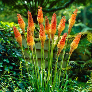 plante ornamentale1401