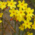 plante ornamentale208