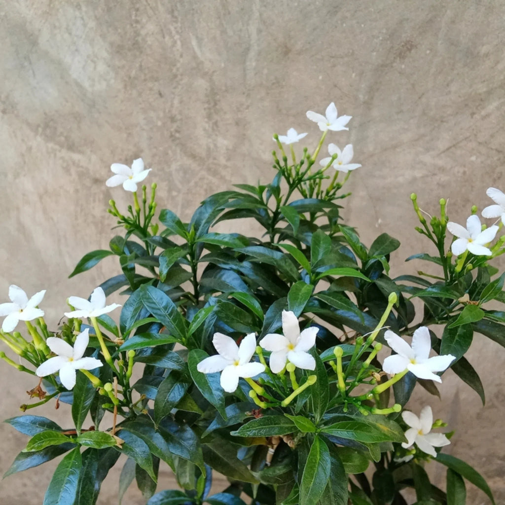 plante ornamentale212