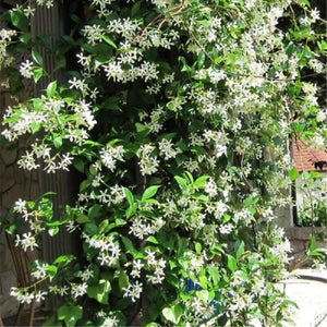 plante ornamentale213