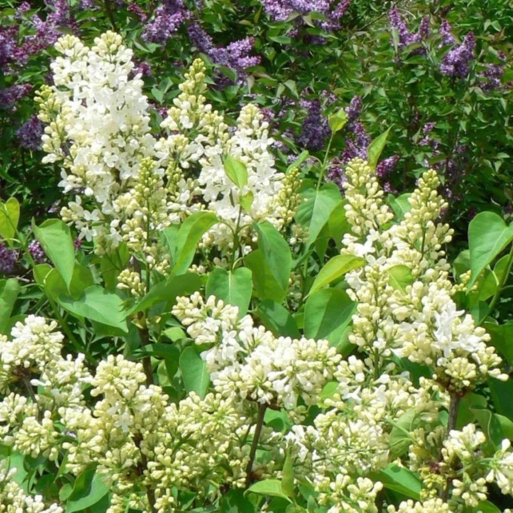 plante ornamentale215