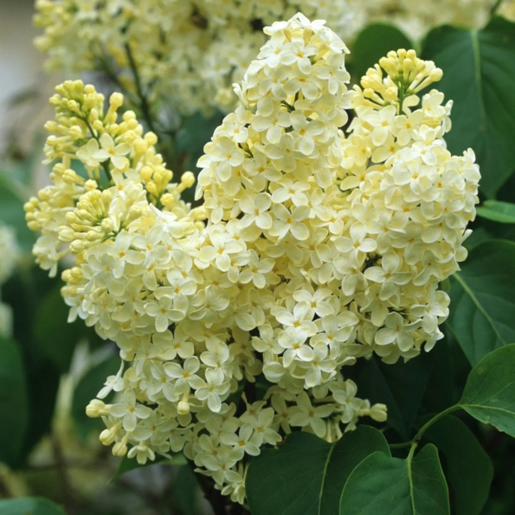 plante ornamentale217