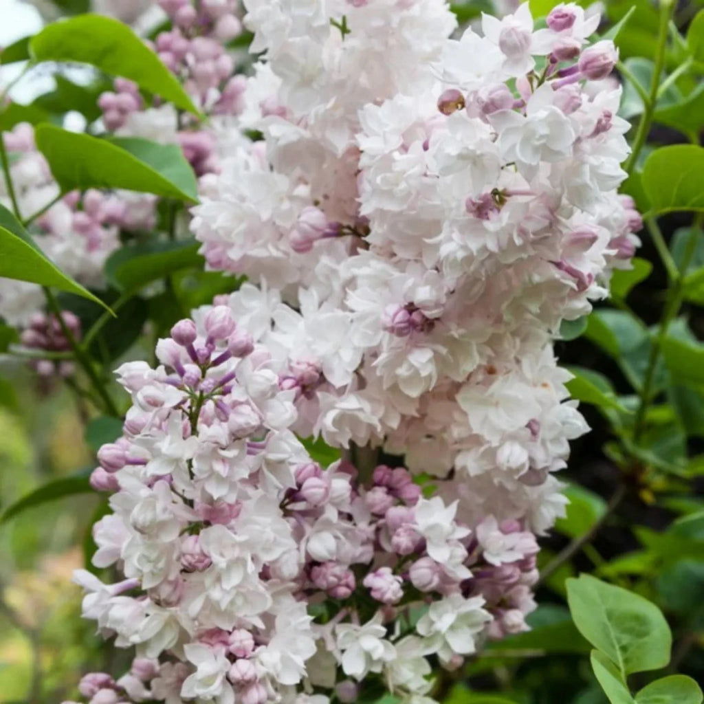plante ornamentale219