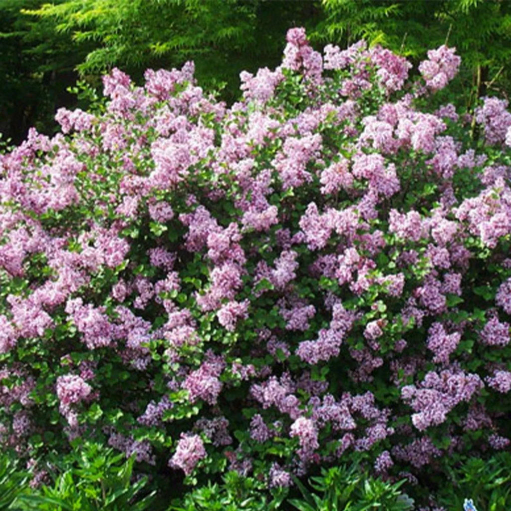 plante ornamentale221