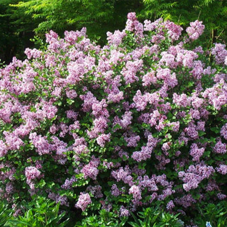 plante ornamentale221