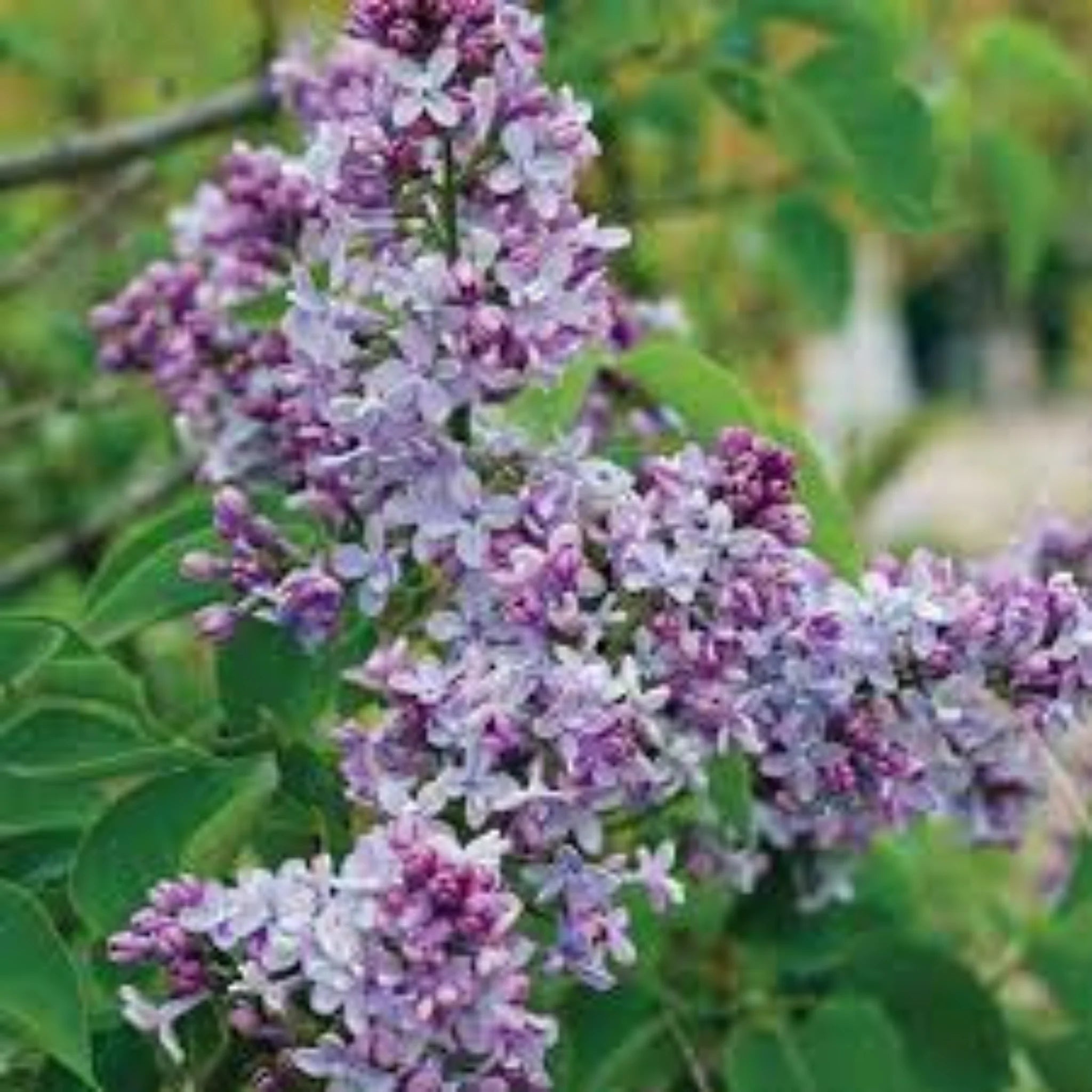 Liliac Syringa Vulgaris President Grevy - Fitza Florilor