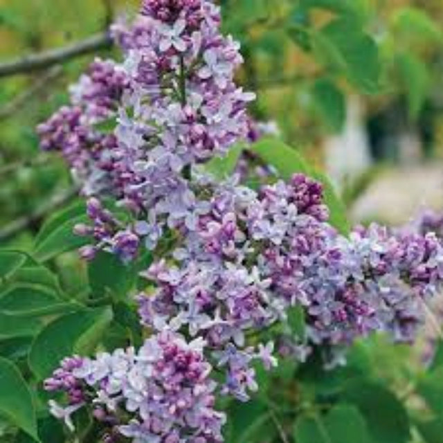 plante ornamentale227