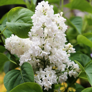 plante ornamentale230