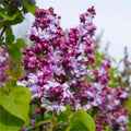 plante ornamentale234
