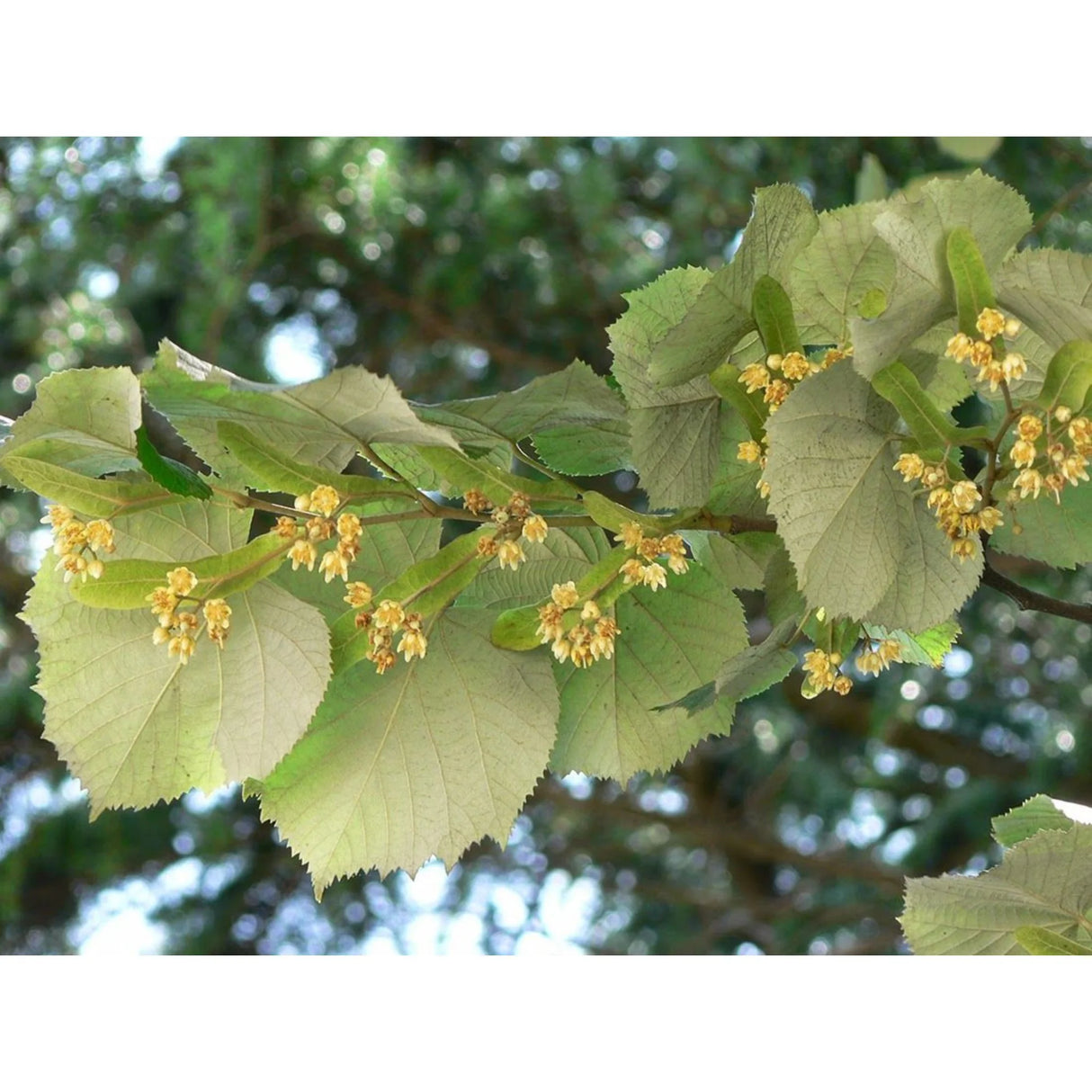 plante ornamentale245