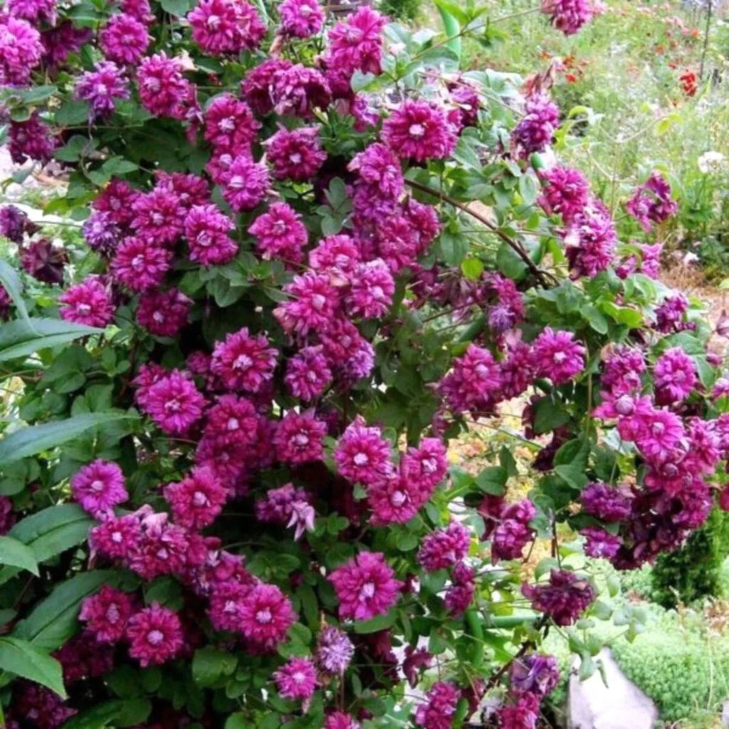 plante ornamentale246