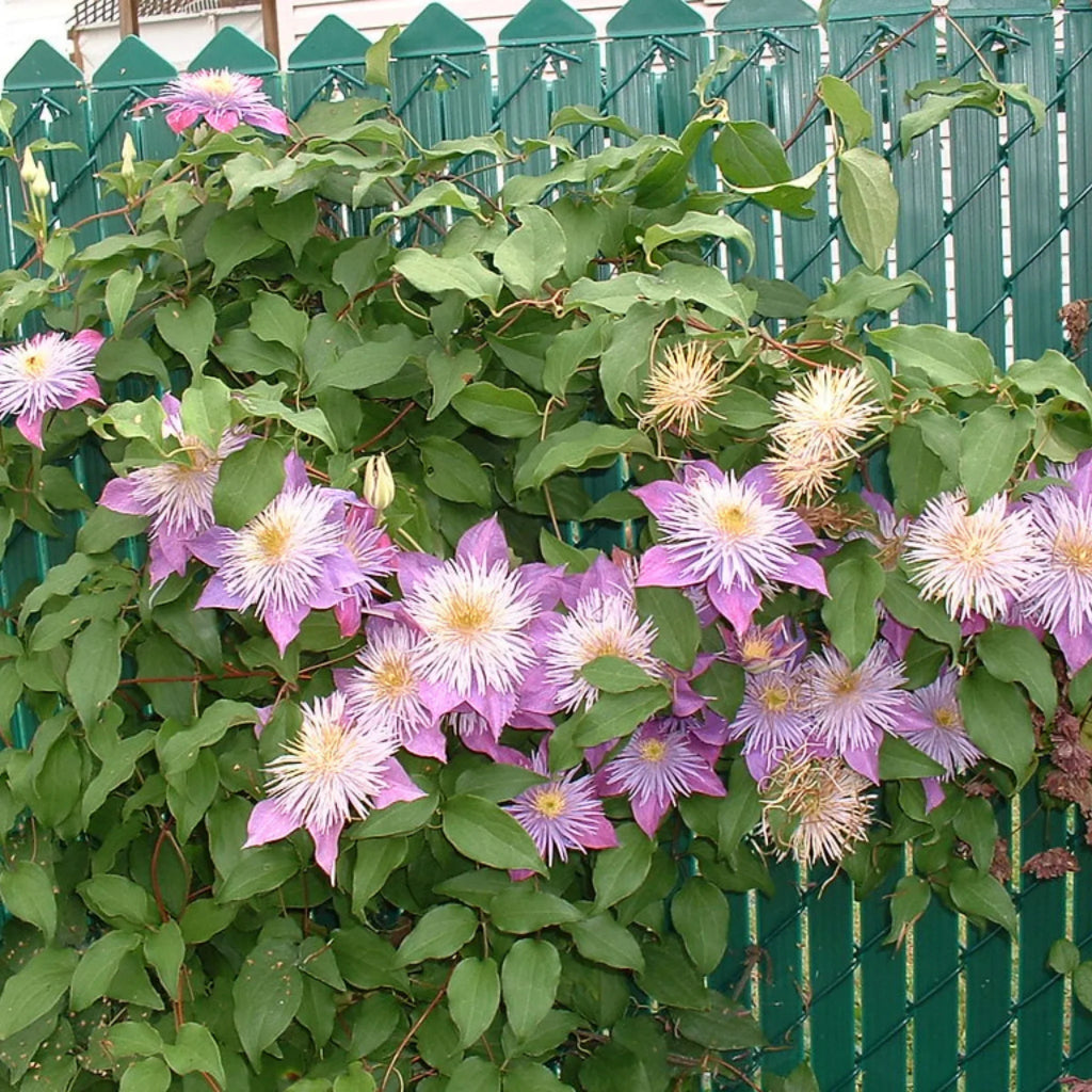 plante ornamentale249