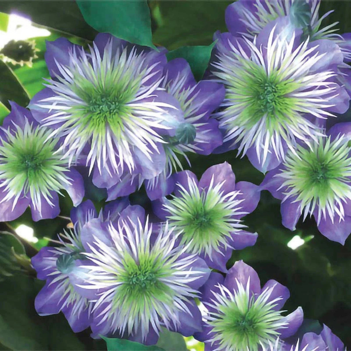 plante ornamentale251