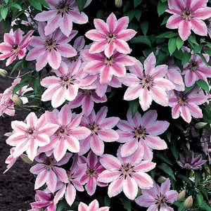 plante ornamentale256