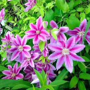 plante ornamentale257