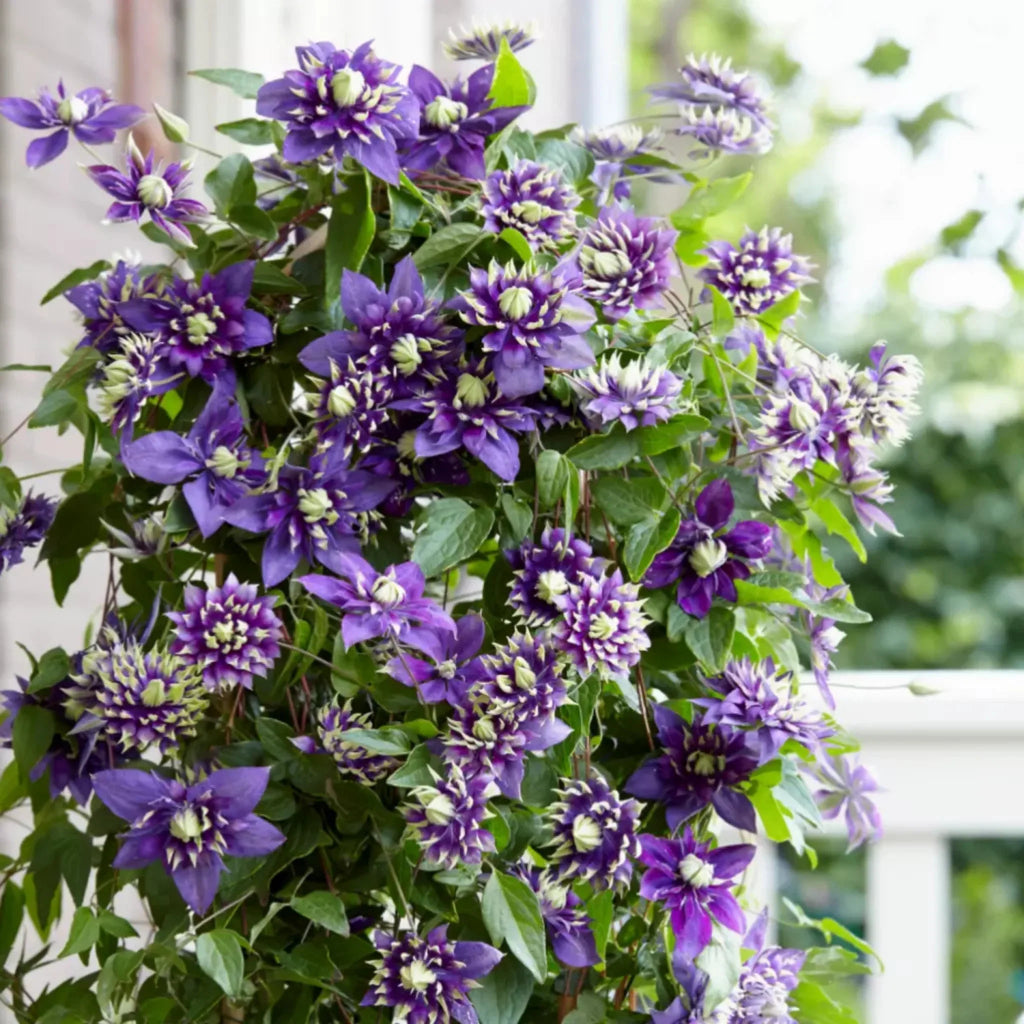 plante ornamentale266