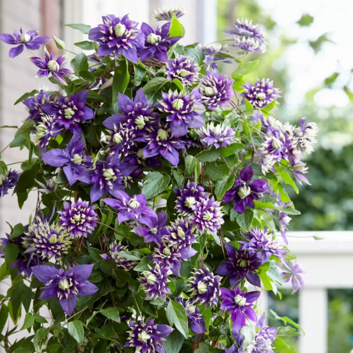 plante ornamentale266