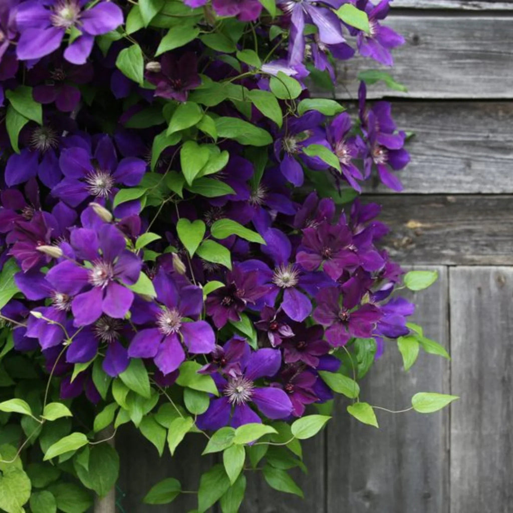 plante ornamentale271