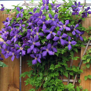 plante ornamentale278