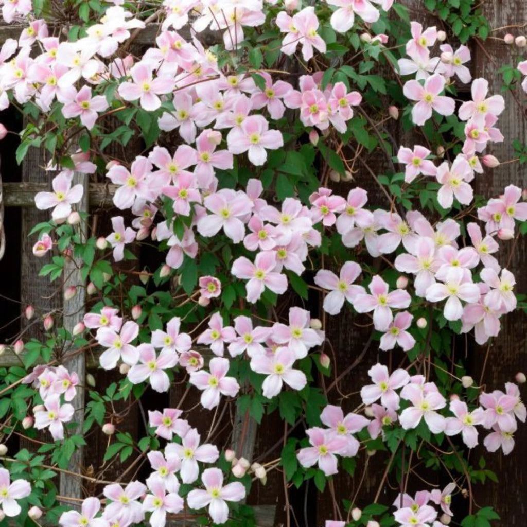 plante ornamentale286