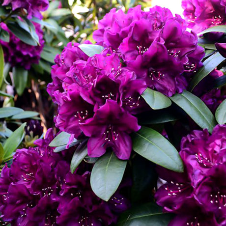 plante ornamentale289