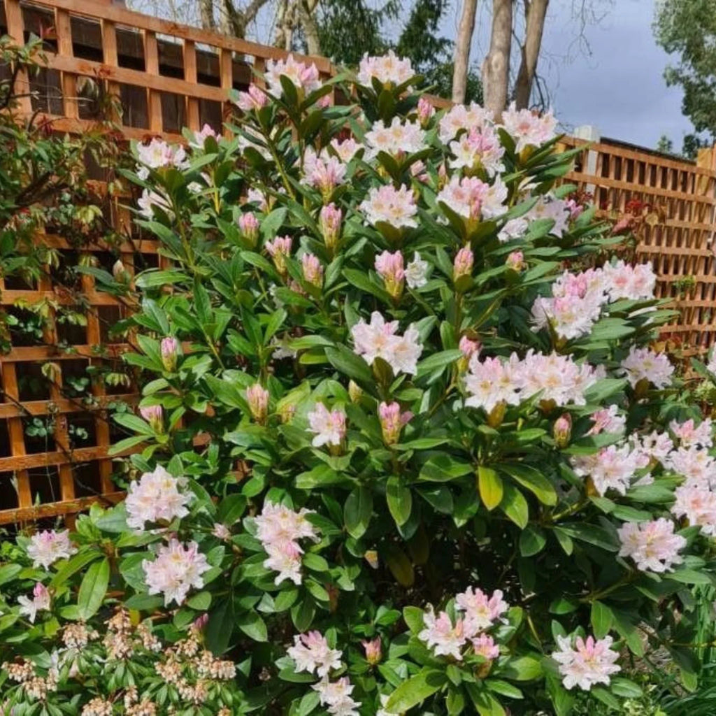 plante ornamentale299