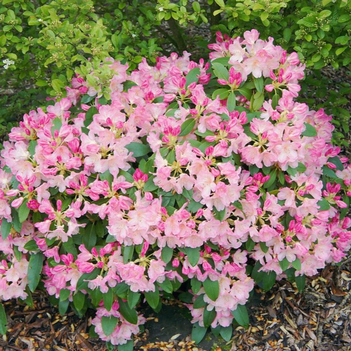 plante ornamentale300