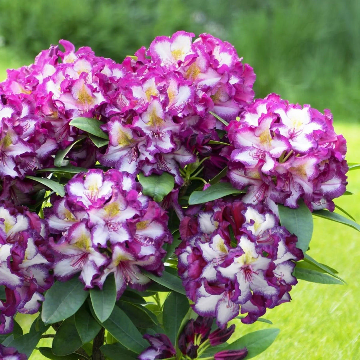 plante ornamentale316