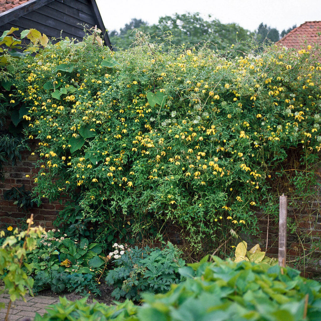 plante ornamentale321