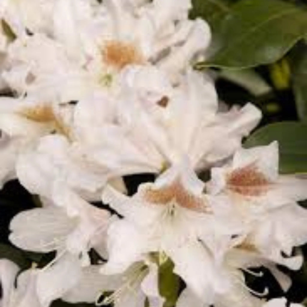 plante ornamentale329