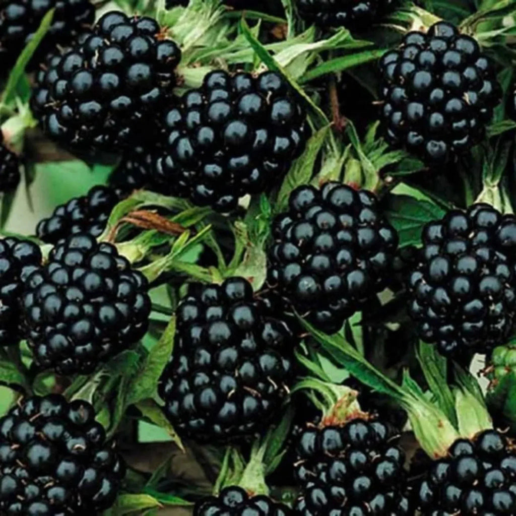 plante ornamentale350