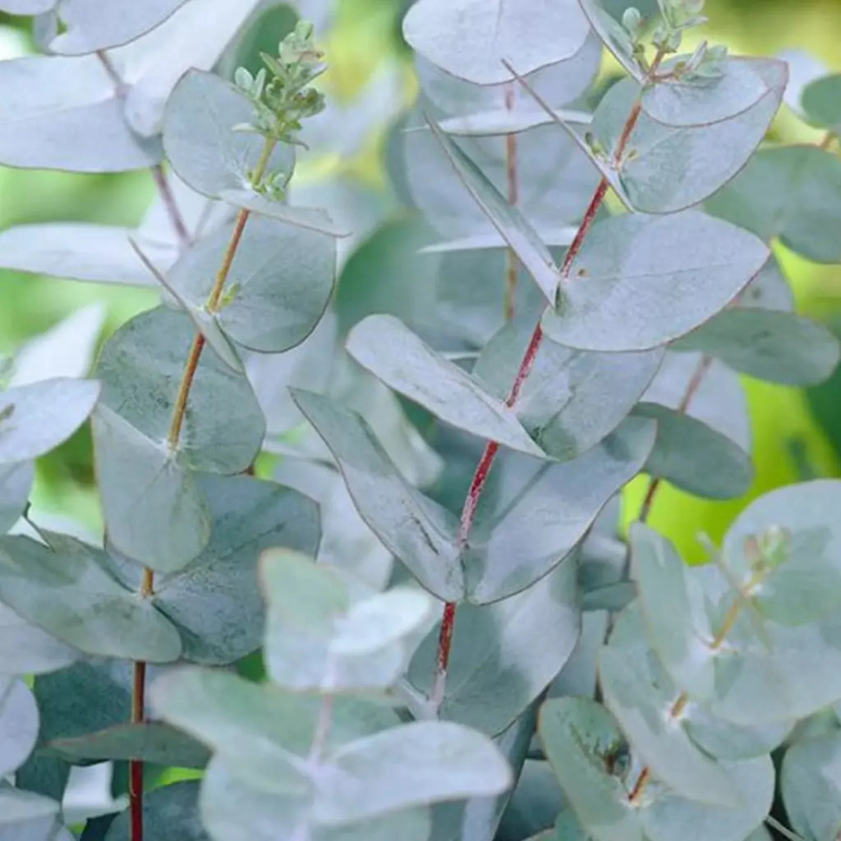 plante ornamentale360