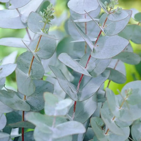 plante ornamentale360