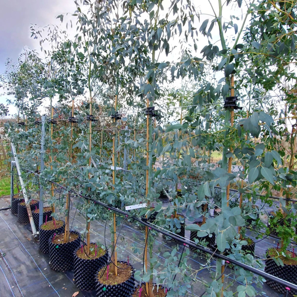plante ornamentale361
