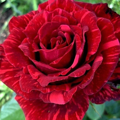 plante ornamentale374