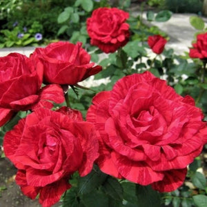 plante ornamentale375