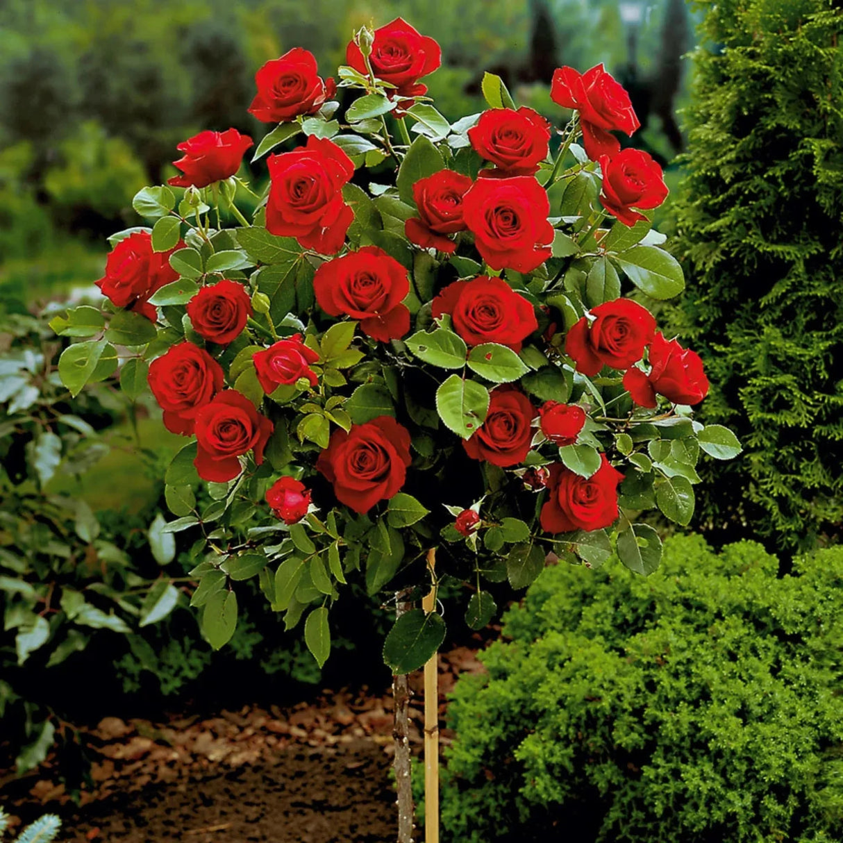 plante ornamentale376