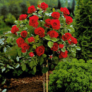 plante ornamentale376