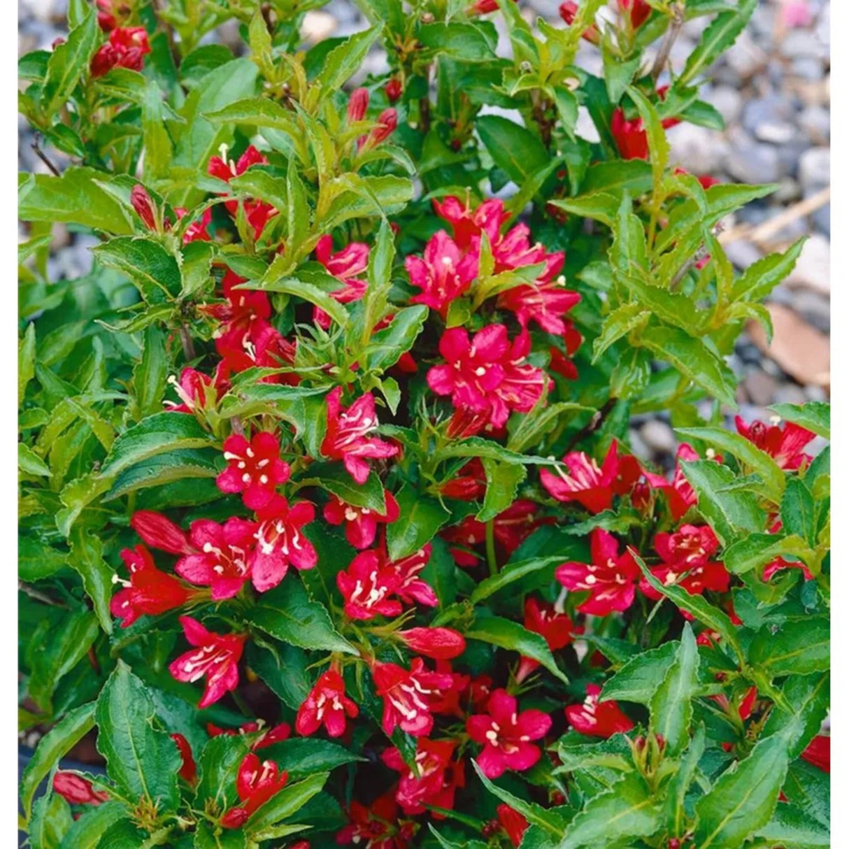 plante ornamentale384